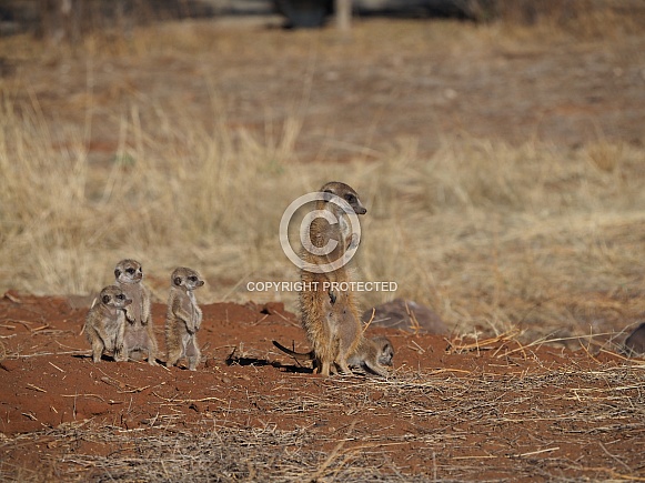 Meerkat Meerkat