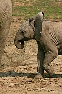 Elephants of Addo Elephant Park, South Africa