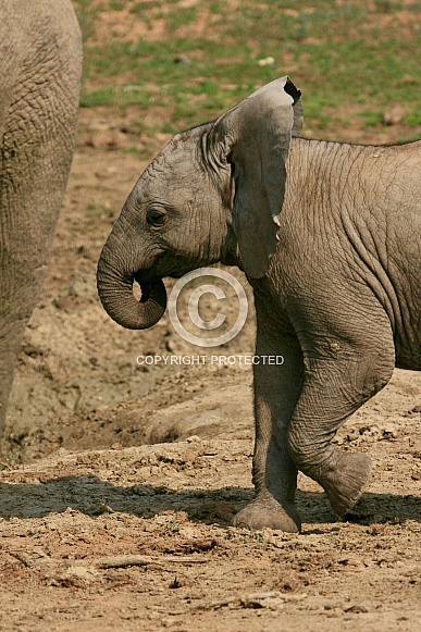 Elephants of Addo Elephant Park, South Africa