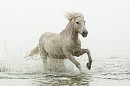 White Camargue Horse
