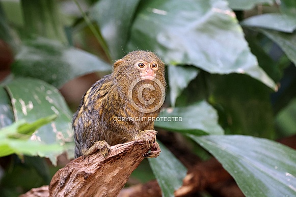 Pygmy marmoset (Cebuella) Pygmy marmoset (Cebuella)