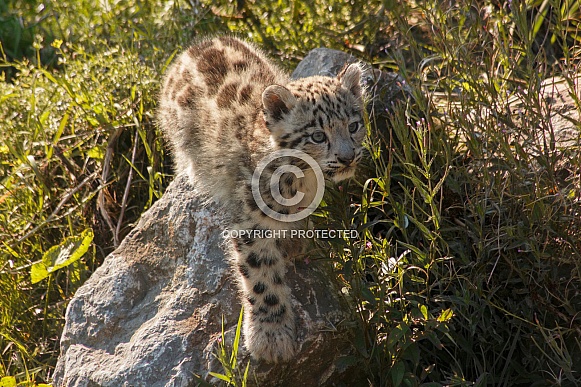 Snow Leopard Cub In Grass