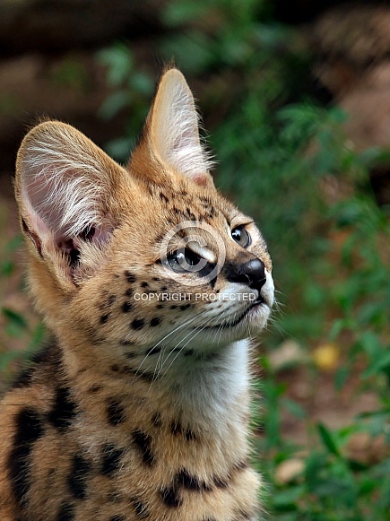Serval kitten