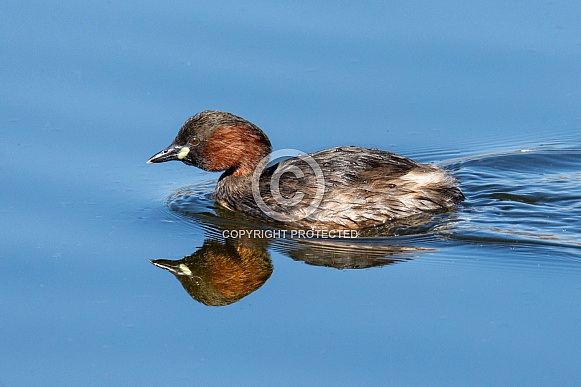 Little Grebe Little Grebe