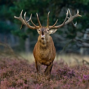 Red Deer during mating season