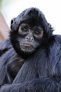 Colombian Black Spider Monkey (Ateles Fusciceps)