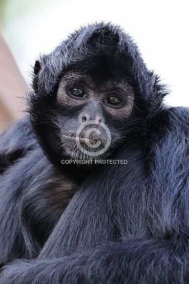 Colombian Black Spider Monkey (Ateles Fusciceps)