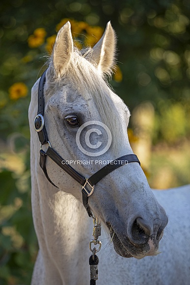 White Horse White Horse