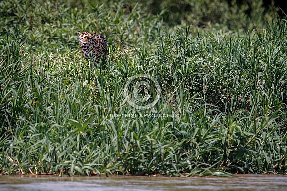 American jaguar in the nature habitat