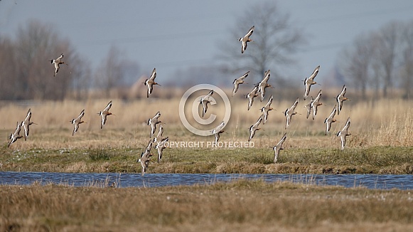 The black tailed Godwit in early morning sunlight The black tailed Godwit in early morning sunlight