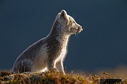 Arctic fox