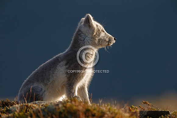 Arctic fox