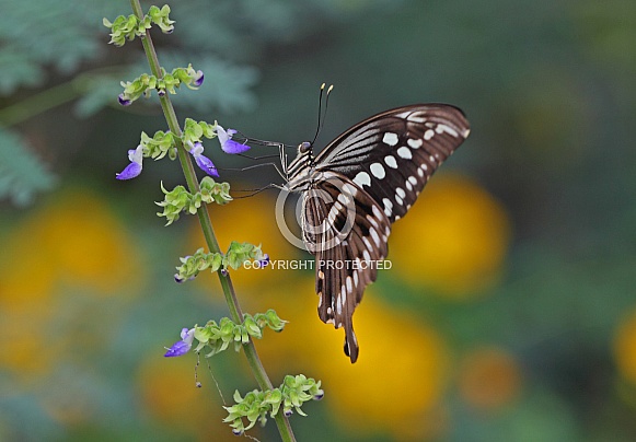 Constantine's Swallowtail