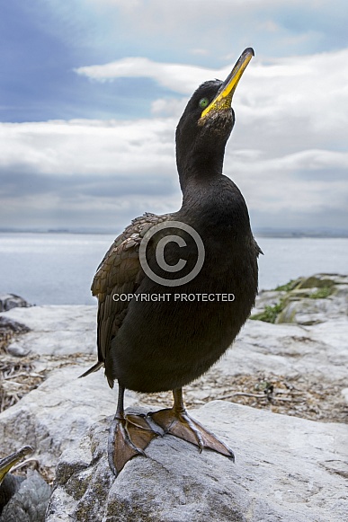 Great Cormorant - Farne Islands - England