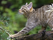 Wildcat walking on branch