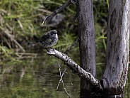 Myrtle Yellow-rumped Warbler in Fairbanks, Alaska