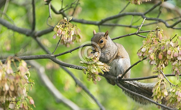 Grey Squirrel Grey Squirrel