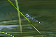 Damselfly at Rest on a Blade of Grass