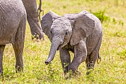 Elephant calf near its mother