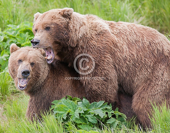 Wild Alaskan brown bear