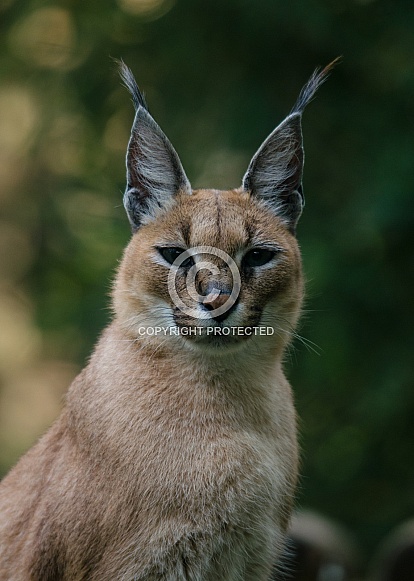 Caracal (Caracal caracal)