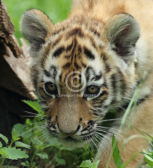 Tigercub