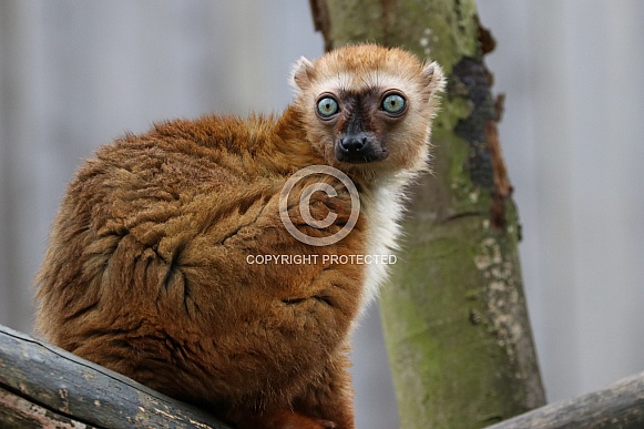Blue-eyed Black Lemur (Eulemur Flavifrons)