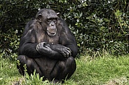 Chimpanzee Sitting In Grass Full Body