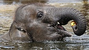 Asian elephant (Elephas maximus)