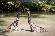 two emus in the water