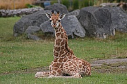 Baby Rothchild's Giraffe Sitting Down