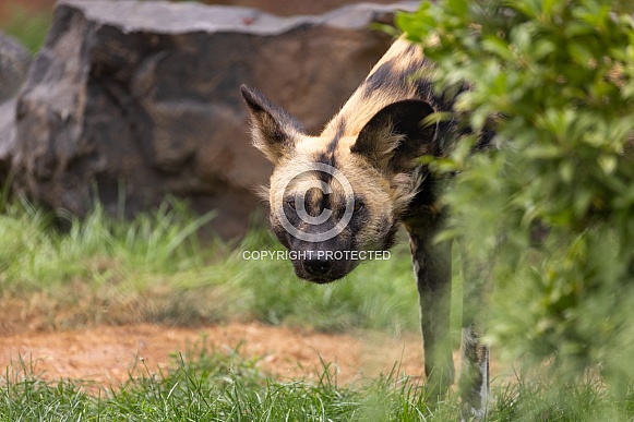 African Painted Dog