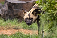 African Painted Dog