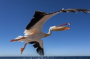 Pink-backed Pelican (Pelecanus onocrotalus)
