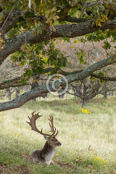 Fallow Deer during mating season