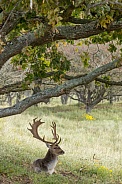 Fallow Deer during mating season