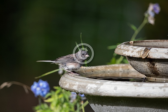 Juvenile Dark-eyed Junco Juvenile Dark-eyed Junco