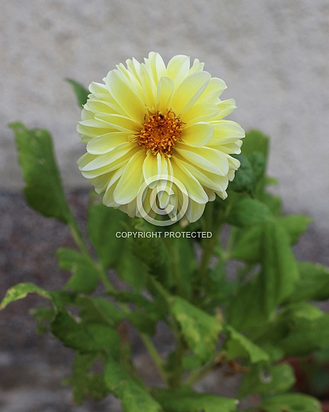 Yellow Dahlia Flower