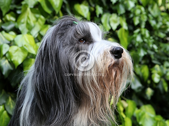 Bearded Collie