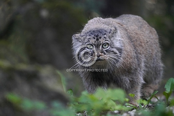 Pallas's cat