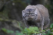 Pallas's cat