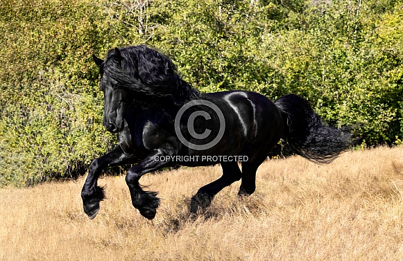 Friesian Horse--Friesian At Liberty Friesian Horse--Friesian At Liberty