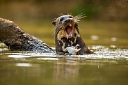 Giant river otter in the nature habitat