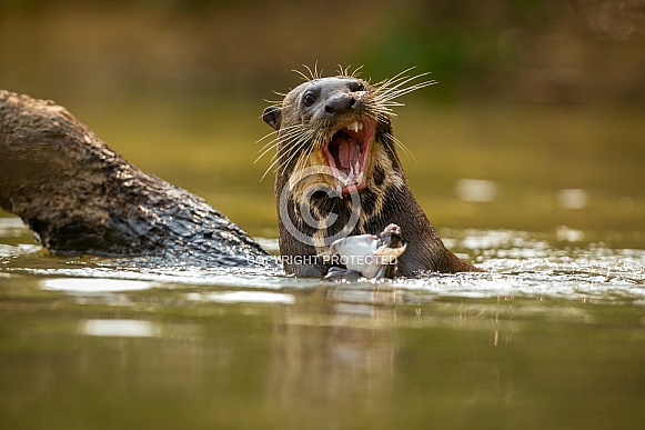 Giant river otter in the nature habitat