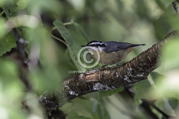 Red-breasted Nuthatch in Alaska Red-breasted Nuthatch in Alaska