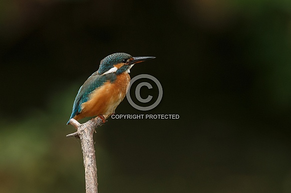 Kingfisher
