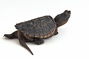 Common Snapping Turtle