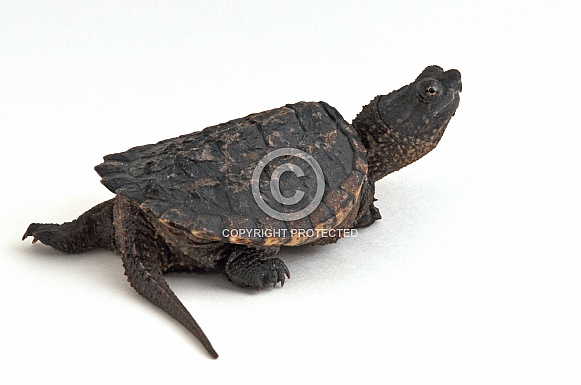 Common Snapping Turtle