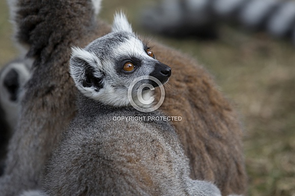 Ring-Tailed Lemur Ring-Tailed Lemur