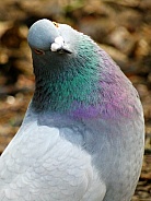 Comical feral pigeon